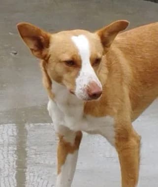 Duke, senior Mixed Breed for adoption at Körbchen gesucht, Zülpich