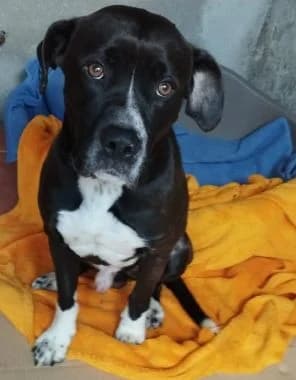 Edward, 6yo Mixed Breed for adoption at Körbchen gesucht, Zülpich