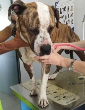Geronimo, senior Mixed Breed for adoption at Körbchen gesucht, Zülpich