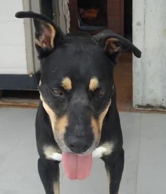 Hans, senior Mixed Breed for adoption at Körbchen gesucht, Zülpich