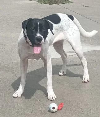India, young Mixed Breed for adoption at Körbchen gesucht, Zülpich