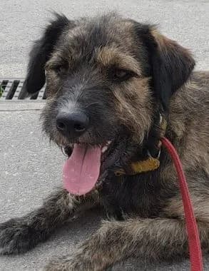Marley, 5yo Mixed Breed for adoption at Körbchen gesucht, Zülpich