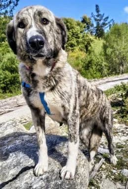 Morgana, 5yo Mixed Breed for adoption at Körbchen gesucht, Zülpich