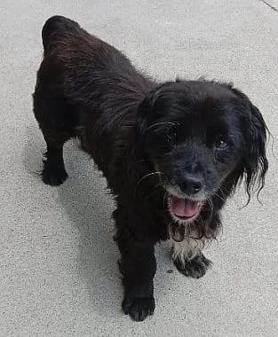 Nero, senior Mixed Breed for adoption at Körbchen gesucht, Zülpich