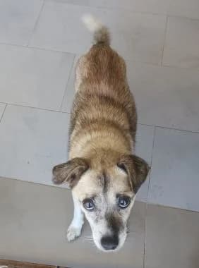 Pancho, senior Mixed Breed for adoption at Körbchen gesucht, Zülpich