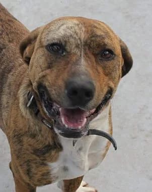Pepon, senior Mixed Breed for adoption at Körbchen gesucht, Zülpich