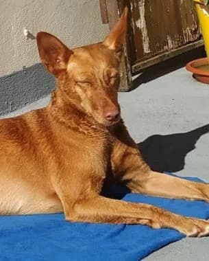 Pincho, senior Mixed Breed for adoption at Körbchen gesucht, Zülpich