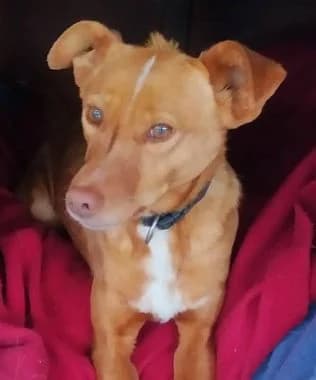 Rosco, senior Mixed Breed for adoption at Körbchen gesucht, Zülpich