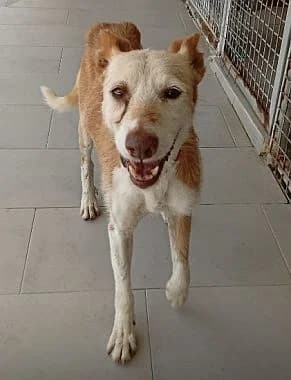 Santos, senior Mixed Breed for adoption at Körbchen gesucht, Zülpich