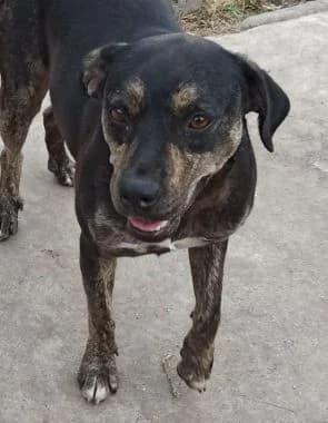 Xena, 6yo Mixed Breed for adoption at Körbchen gesucht, Zülpich