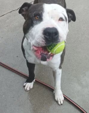 Yeiko / Jacob, 3yo Mixed Breed for adoption at Körbchen gesucht, Zülpich