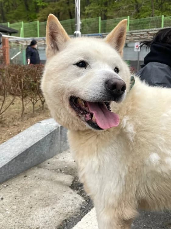 Gangie, male 7yo Mixed Breed for adoption at German Hands meet Korean Paws e.V., Ebstorf