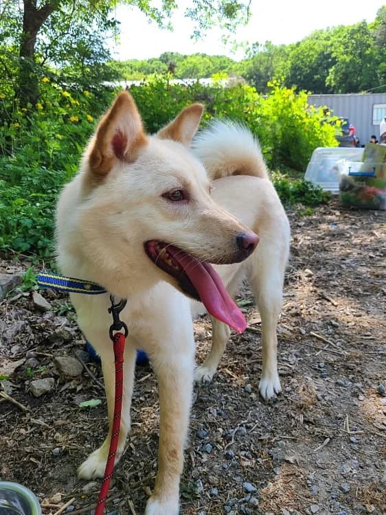 Hwasa, female 5yo Mixed Breed for adoption at German Hands meet Korean Paws e.V., Ebstorf