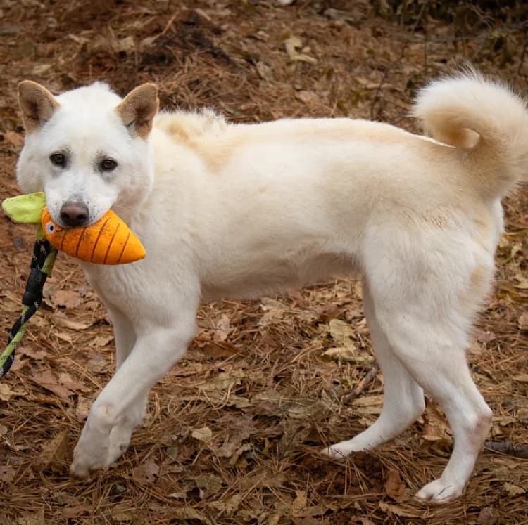Jasmine, female 7yo Mixed Breed for adoption at German Hands meet Korean Paws e.V., Ebstorf