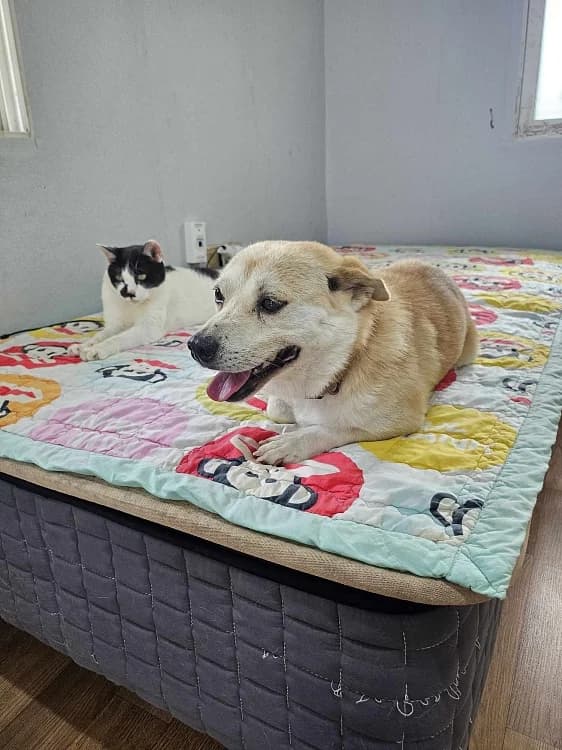 Boonsooni, female 5yo Mixed Breed for adoption at German Hands meet Korean Paws e.V., Ebstorf