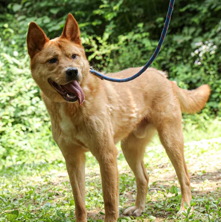 Frodo, male senior Mixed Breed for adoption at German Hands meet Korean Paws e.V., Ebstorf
