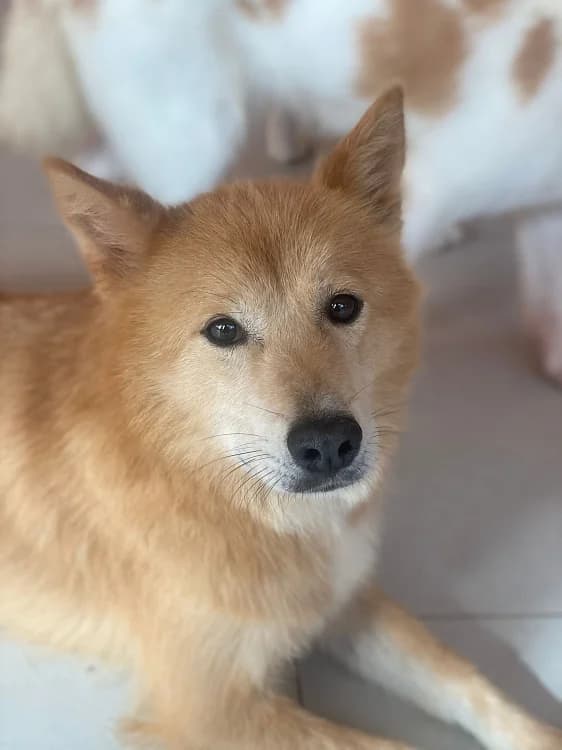 Blair, female 3yo Mixed Breed for adoption at German Hands meet Korean Paws e.V., Ebstorf