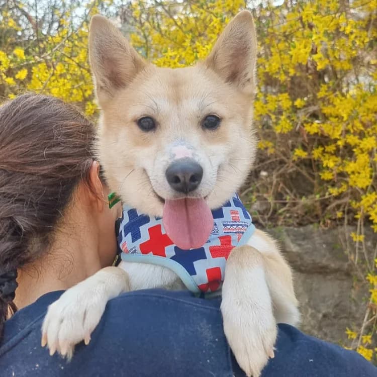 Gihoon, male 3yo Mixed Breed for adoption at German Hands meet Korean Paws e.V., Ebstorf