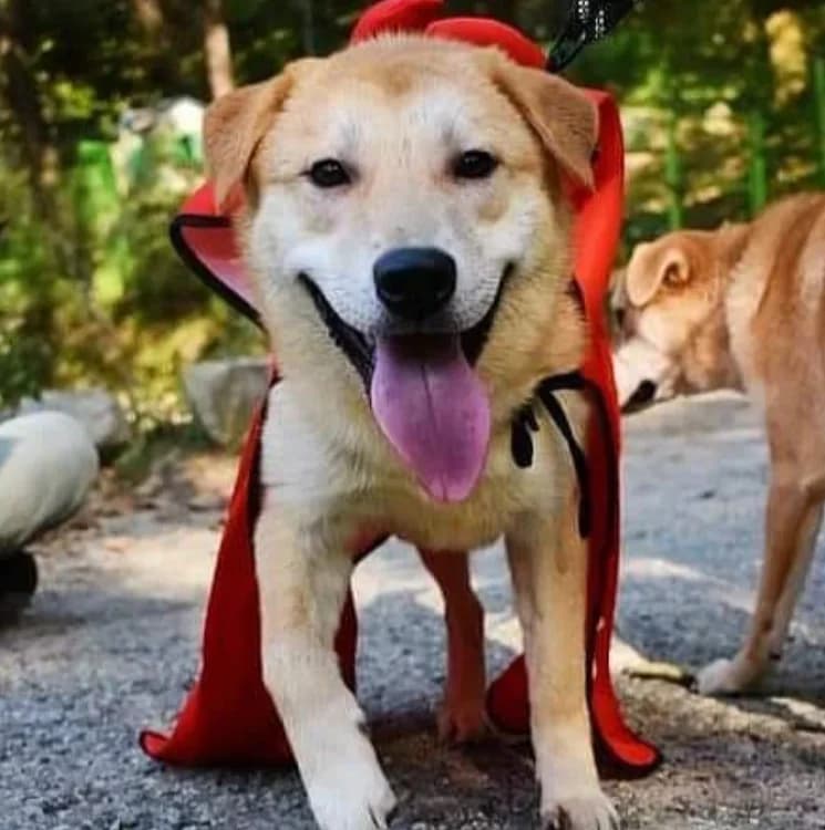 Milo, male 5yo Mixed Breed for adoption at German Hands meet Korean Paws e.V., Ebstorf