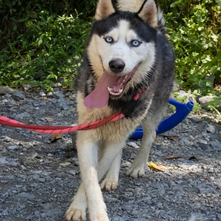 Hook, male 4yo Husky for adoption at German Hands meet Korean Paws e.V., Ebstorf