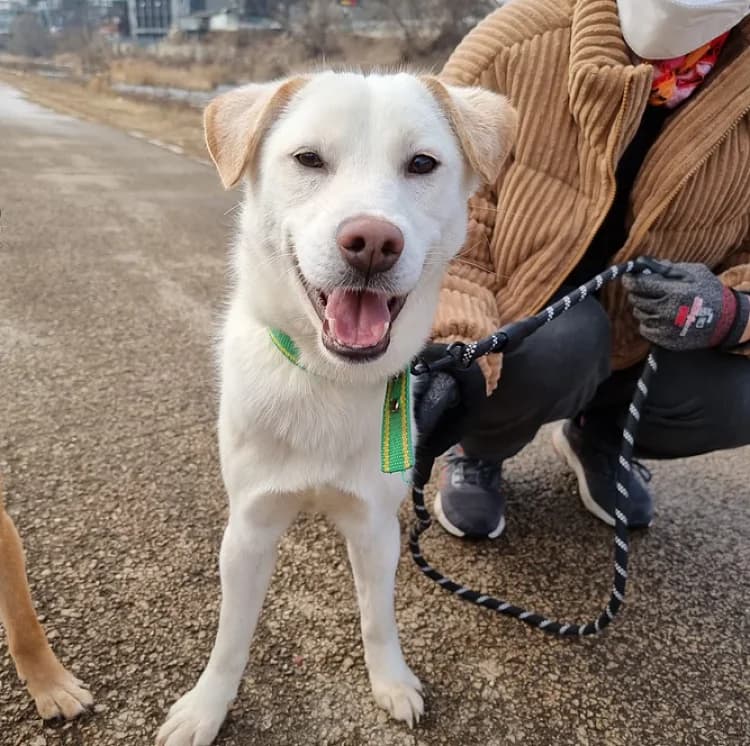 Blake, weiß male 5yo Mixed Breed for adoption at German Hands meet Korean Paws e.V., Ebstorf