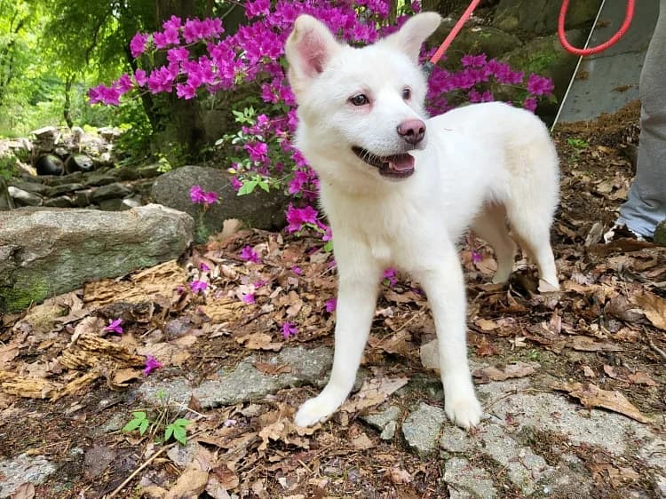 Bentley, male 4yo Mixed Breed for adoption at German Hands meet Korean Paws e.V., Ebstorf