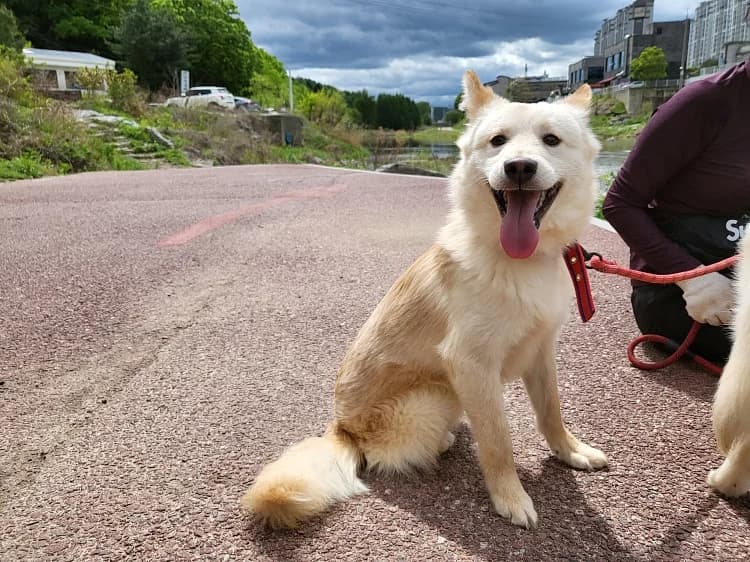 Royce, male 4yo Mixed Breed for adoption at German Hands meet Korean Paws e.V., Ebstorf