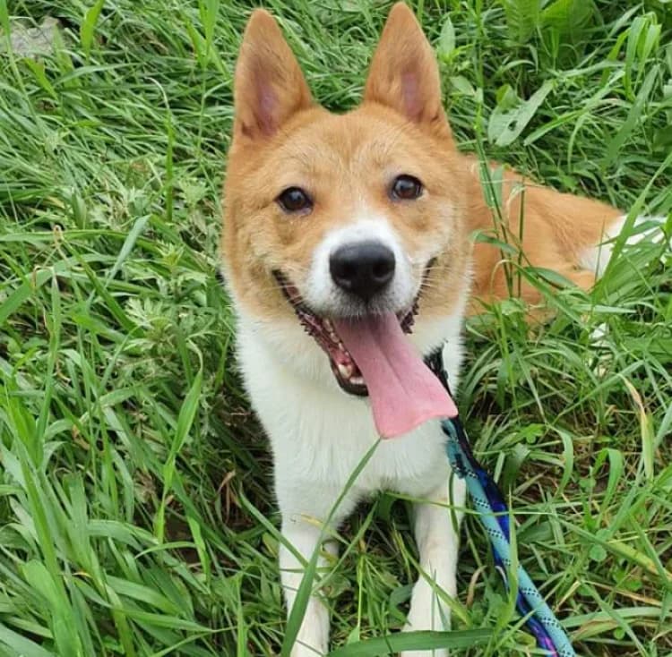 Truffle, female 6yo Mixed Breed for adoption at German Hands meet Korean Paws e.V., Ebstorf