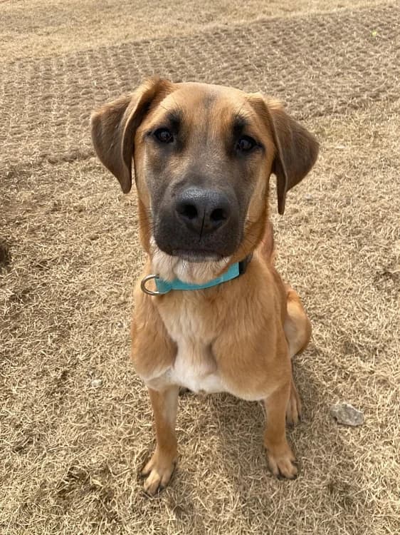 Koon, male young Mixed Breed for adoption at German Hands meet Korean Paws e.V., Ebstorf