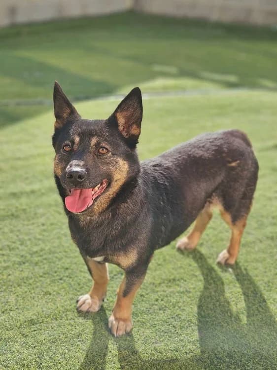 Dongseo, female 6yo Mixed Breed for adoption at German Hands meet Korean Paws e.V., Ebstorf