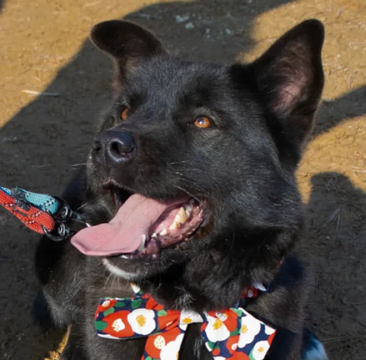 Pablo, weiß male 6yo Mixed Breed for adoption at German Hands meet Korean Paws e.V., Ebstorf