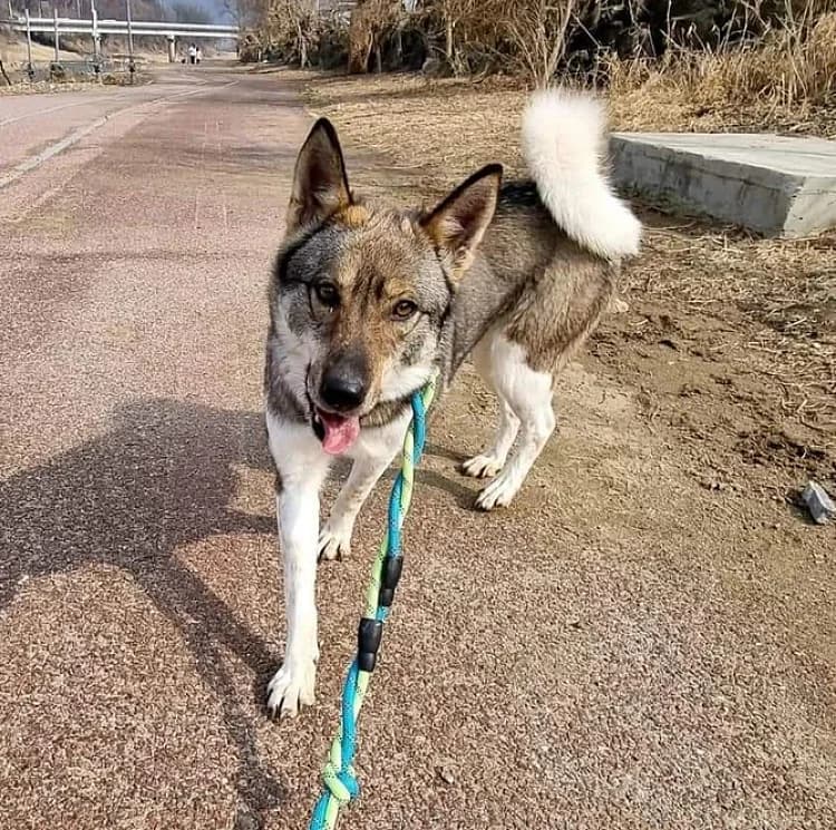 Aria, female 6yo mixed breed for adoption at German Hands meet Korean Paws e.V., Ebstorf