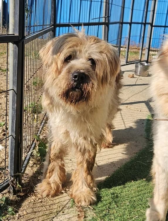 Shawn, male senior Mixed Breed for adoption at German Hands meet Korean Paws e.V., Ebstorf