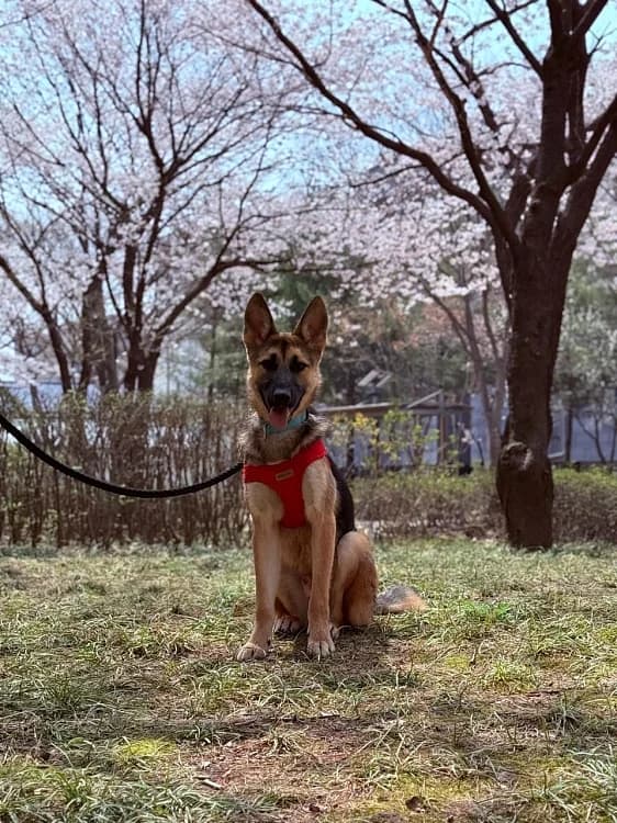 Harry, male young German Shepherd for adoption at German Hands meet Korean Paws e.V., Ebstorf