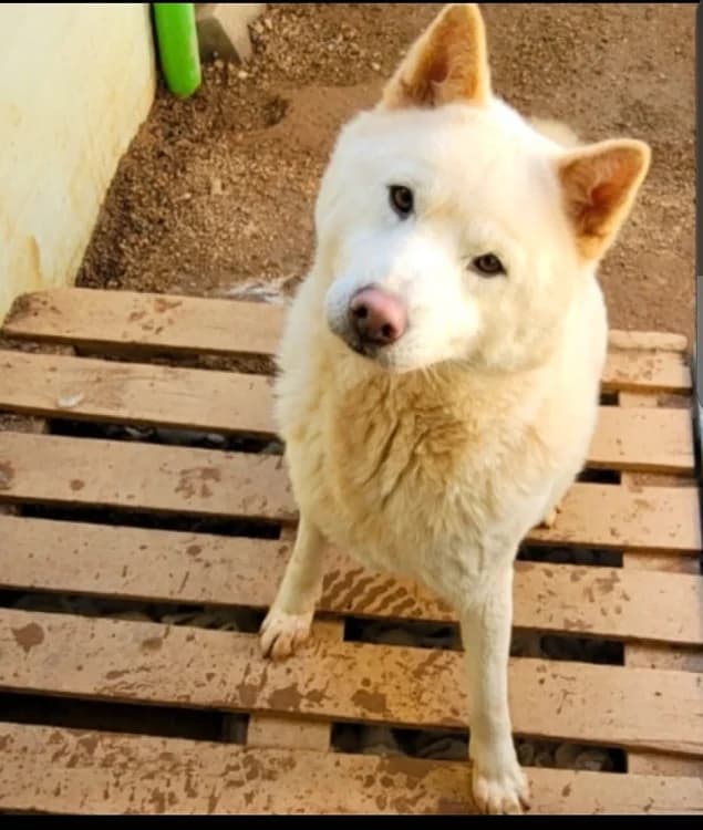 Dojin, male 6yo Mixed Breed for adoption at German Hands meet Korean Paws e.V., Ebstorf