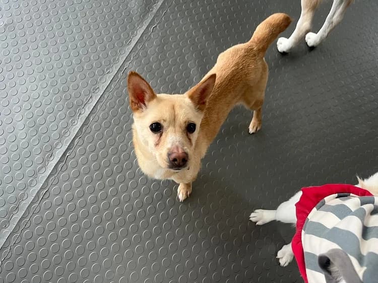 Bay, female 4yo Mixed Breed for adoption at German Hands meet Korean Paws e.V., Ebstorf