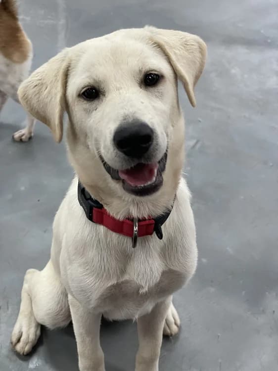 Seolgi, female young Mixed Breed for adoption at German Hands meet Korean Paws e.V., Ebstorf