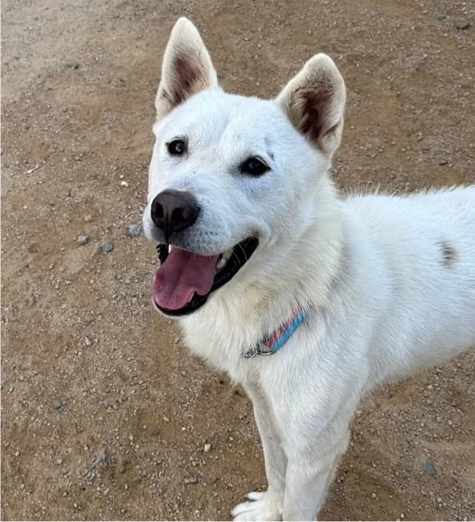 Chapsal, male 3yo Mixed Breed for adoption at German Hands meet Korean Paws e.V., Ebstorf