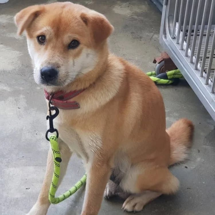 Lilac, female 6yo Mixed Breed for adoption at German Hands meet Korean Paws e.V., Ebstorf