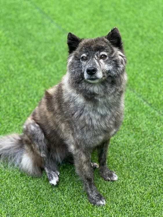 Hoban, female 5yo Mixed Breed for adoption at German Hands meet Korean Paws e.V., Ebstorf