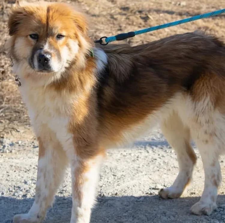 Chloe, female 6yo Mixed Breed for adoption at German Hands meet Korean Paws e.V., Ebstorf