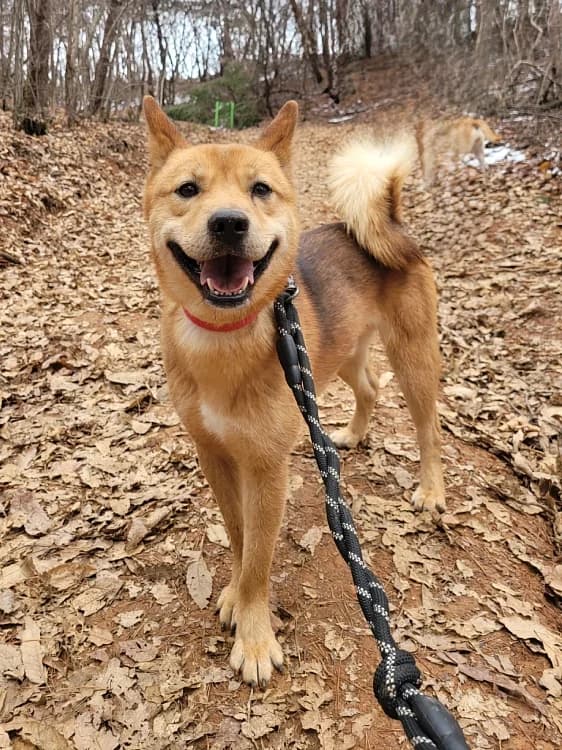 Birch, male 5yo Mixed Breed for adoption at German Hands meet Korean Paws e.V., Ebstorf