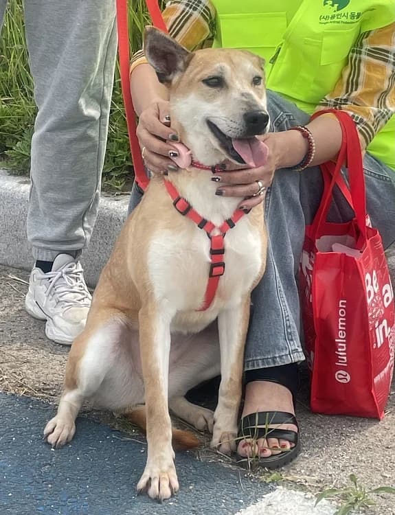 Donna, female 4yo Mixed Breed for adoption at German Hands meet Korean Paws e.V., Ebstorf