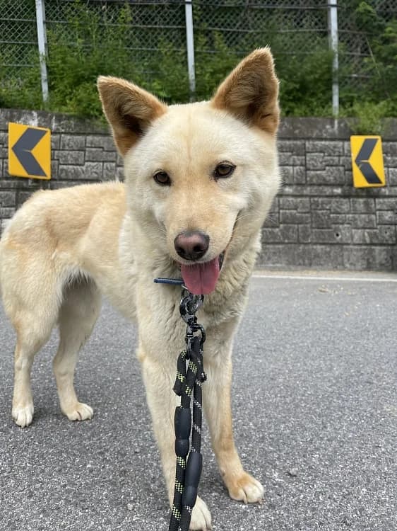 Mokdan, female 5yo Mixed Breed for adoption at German Hands meet Korean Paws e.V., Ebstorf