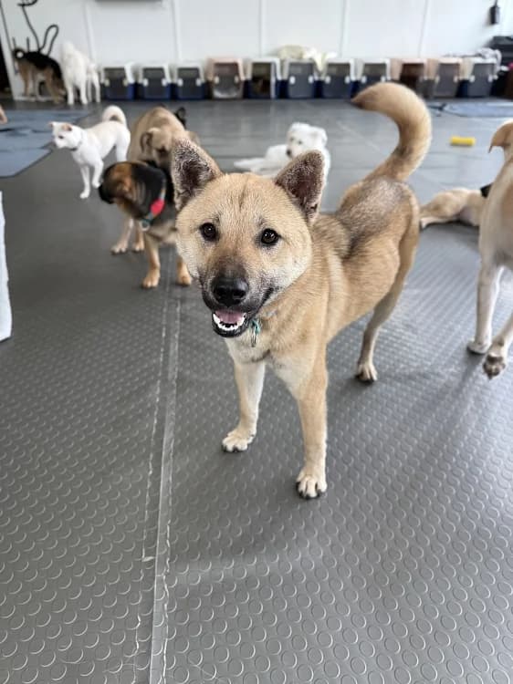 Heemang, female 3yo Mixed Breed for adoption at German Hands meet Korean Paws e.V., Ebstorf
