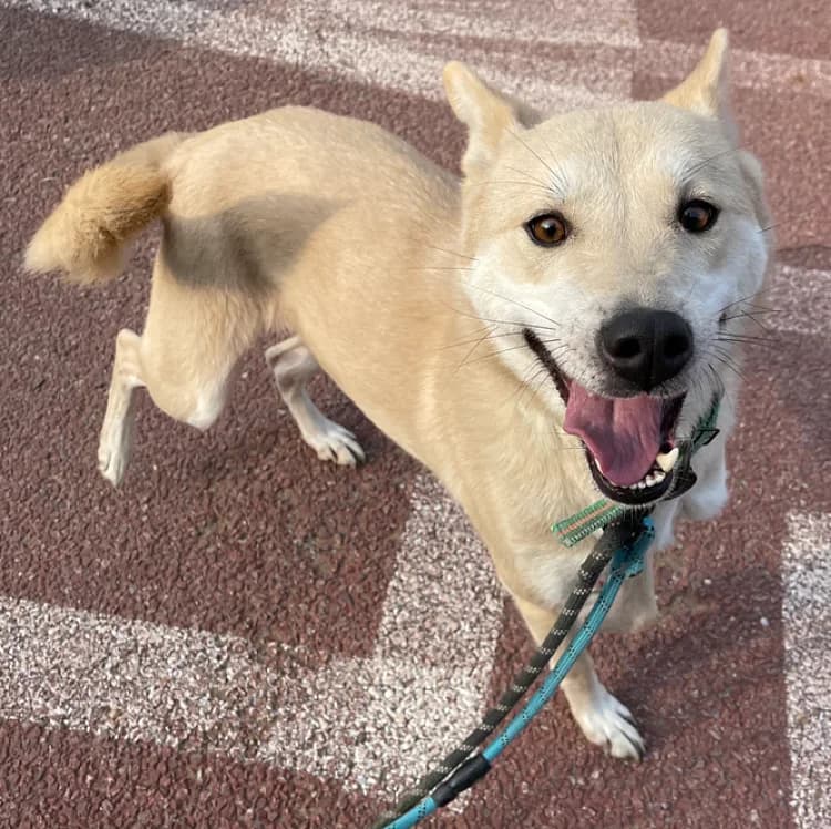 Elana, female senior Mixed Breed for adoption at German Hands meet Korean Paws e.V., Ebstorf