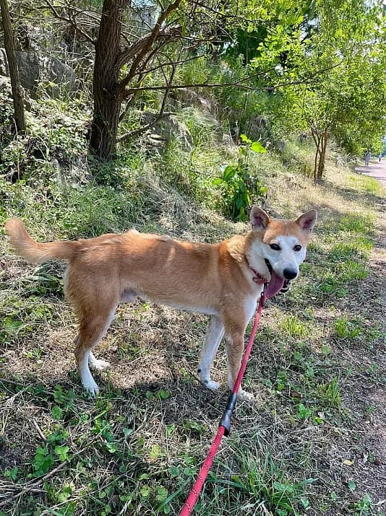 Ace, male 6yo Mixed Breed for adoption at German Hands meet Korean Paws e.V., Ebstorf