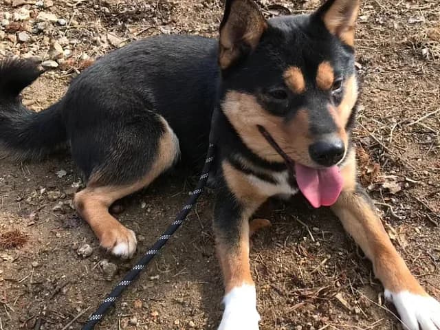 Tassie, weiß female 7yo Mixed Breed for adoption at German Hands meet Korean Paws e.V., Ebstorf