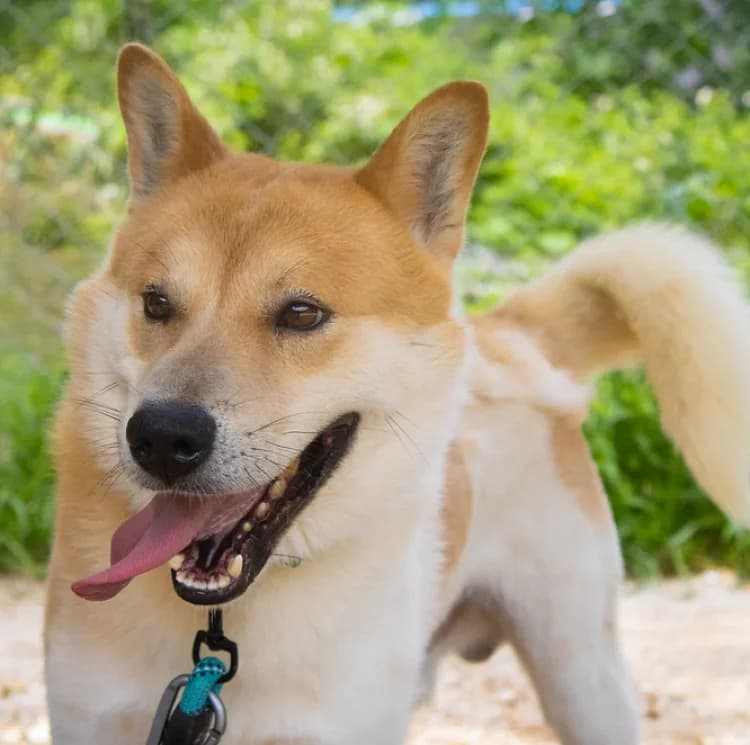 Orsan, male 7yo Mixed Breed for adoption at German Hands meet Korean Paws e.V., Ebstorf