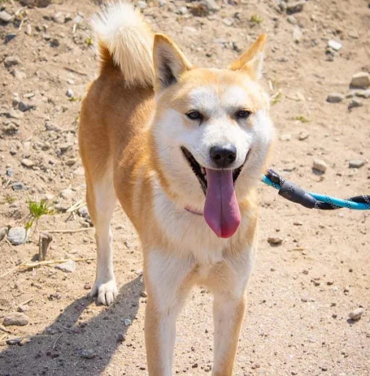 Boly, male 5yo Mixed Breed for adoption at German Hands meet Korean Paws e.V., Ebstorf